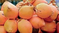 Sri Lanka eyes king coconut to tap into $ 10 b global market