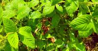 Neil Sperry: Blackberry vines are a beast for gardeners to eradicate