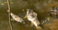 Environmental conservation group evaluates Mulberry Fork fish kill