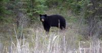 Woman airlifted to hospital after bear attack near Whistler, B.C.