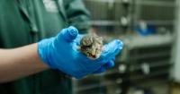 Over 500 cats under Tacoma Humane Society care after recent seizure