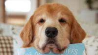 Tucker Budzyn: Internet’s Favourite Golden Retriever Gone Too Soon! Fans Mourn