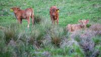 Virginia cattle farmers warn tariff-free beef import plan could crush family farms