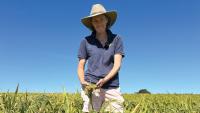 Grower trial aims to unlock food-grade millet production