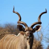 Evolution of the beautiful Kudu in Africa
