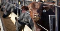Rising beef prices impact Central Texas fair food vendors as cattle inventory hits historic lows