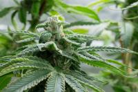 Hemp entrepreneurs in Florida receive a reprieve at least for another month
