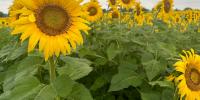 Sunflowers could help improve South Dakota soil health, crop yields