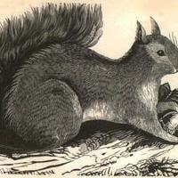From dinner tables to city parks: A history of squirrels in Central Illinois