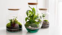 200 Years Ago, Plain Glass Jars Forever Changed The World Of Gardening