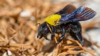 Skip Chemicals: Trap Carpenter Bees With A Versatile, Weather-Proof Solution