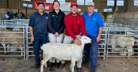 Third time's a charm at Hannevale Australian White on-property ram auction