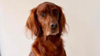 Ben Harvey perplexed over dog Clancy’s incessant farting despite no diet changes