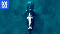50 years of spotting southern right whales off Great Australian Bight