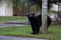 Black Bear Attacks Man Napping on His Colorado Patio