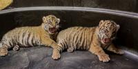 Memphis Zoo welcomes 2 new tiger cubs, invites public to vote on names