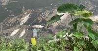 Dead fish in Houston waterways? Wildlife officials say that's natural