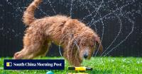 How to take care of your dog during Hong Kong’s summer heat and thunderstorms