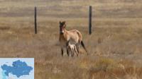 Second Przewalski’s Horse Foal Born in Kazakhstan