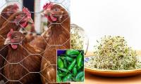 Food safety expert explains how deadly bacteria is contaminating so much of the food supply... and how you can protect yourself