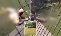 Nightmare moment wildlife worker is mauled by a crocodile in front of crowd as bystander threads pole through enclosure fence to try and save him