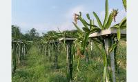 Farmer Starts Commercial Dragon Fruit Farming in Kapilvastu