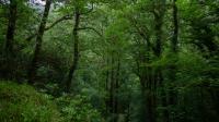 Tourists flock to 'rare rainforest' in Devon with amazing gorge and waterfall