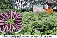 Farmer finds success growing brinjal using mulching method