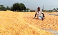 Farmers in TN's Salem raise alarm over poor yield from subsidised maize seeds