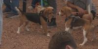 Former Ridglan Farms beagles reunite in Madison as advocates look to what’s next