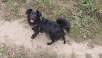 After a 150-dog rescue in Canada, one pup went from fearing outdoors to embracing it