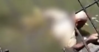 Crocodile handler dies after being mauled in attack at wildlife park