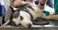 Dog owners issued 'serious' health warning over common household item