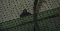 Wildlife rescuers concerned underpass netting is putting birds at risk