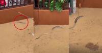 Large PYTHON swims through flooded neighbourhood in Philippines’ Olongapo City