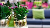 6 Things Your Christmas Cactus Actually Needs in September to Ensure a Flower-Filled Christmas