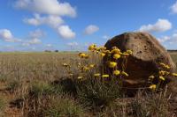 New signs of hope for threatened species in the Western Grasslands Reserve