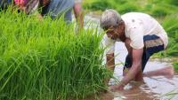 AI and traditional farming can coexist: Google executive on Indian agri models