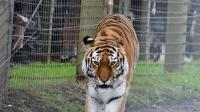 I braved the bank holiday crowds to take my family to Yorkshire Wildlife Park - here's what I thought