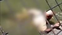 Crocodile handler dies after being brutally mauled at Papua New Guinea wildlife park