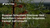Russian Scientists Discover Sea Buckthorn Leaves Can Suppress Cancer Cell Growth