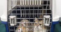 Hong Kong Customs Seizes Three Illegally Imported Cats at Checkpoint, Woman Arrested