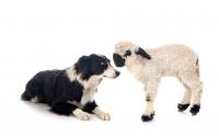 Border Collie Adopts Orphaned Baby Lamb Like a 'Single Mom Who Works Two Jobs'
