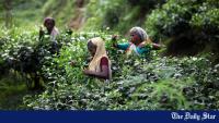 The tea industry must turn higher prices into sustainable growth