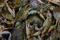 Italian fishermen in a pinch turn invasive crab into profit