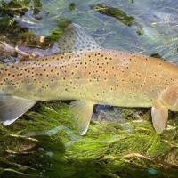 "Apache Trout Day" - Arizona celebrates a historic recovery story