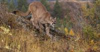 Mountain lion spotted in San Francisco's pandhandle