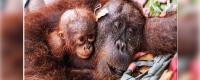 Indonesia saves orangutan pair from fire