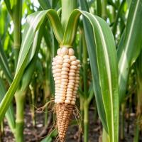 Scientists pinpoint genes controlling aerial root growth in Sierra Mixe maize