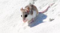 Experts To Speak On The Alabama Beach Mouse At Gulf State Park